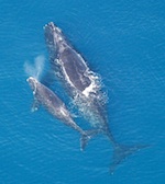 right whale 800